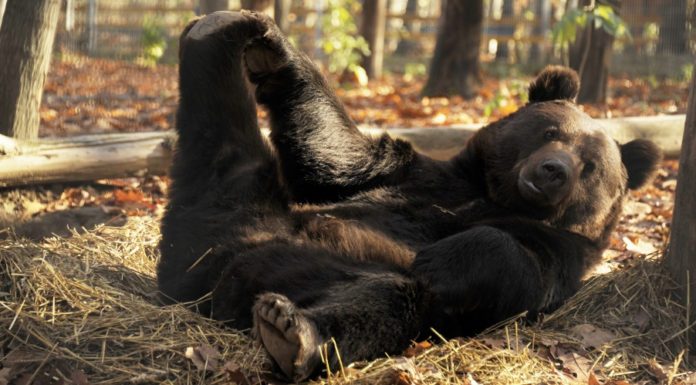 зоопарк ніредьгаза