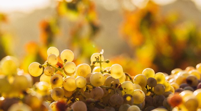 винні регіони угорщини