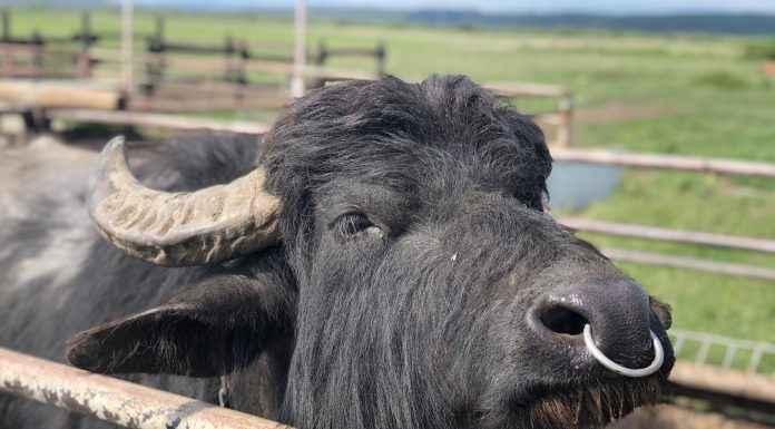 буйволина ферма