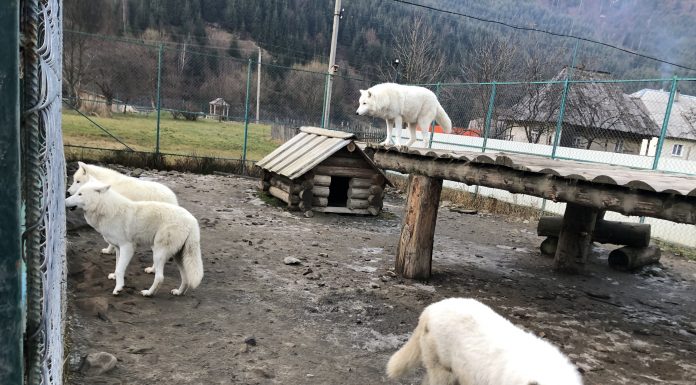 долина вовків